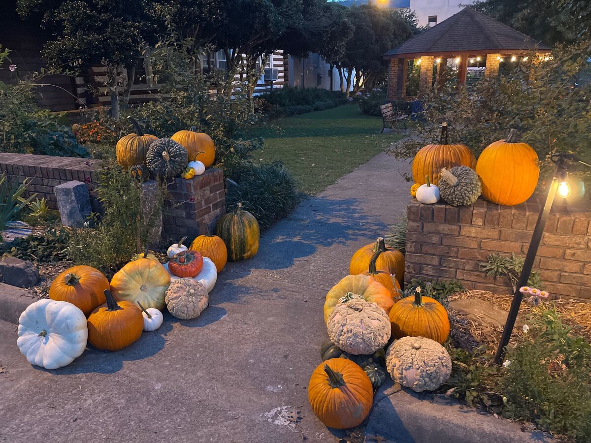 A garden path lined with pumpkins at dusk, warm lights glowing behind